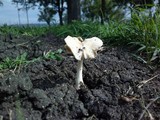 Termitomyces clypeatus image