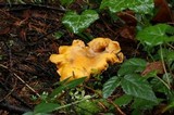 Cantharellus formosus image