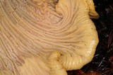 Cantharellus formosus image