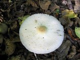 Leucocoprinus cepistipes image