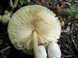 Leucocoprinus cepistipes image