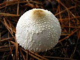 Leucocoprinus cepistipes image