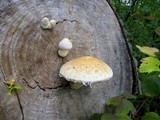 Hemipholiota populnea image