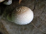 Hemipholiota populnea image