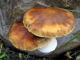 Hemipholiota populnea image