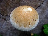 Hemipholiota populnea image