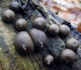 Lycogala epidendrum image