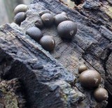 Lycogala epidendrum image