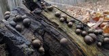 Lycogala epidendrum image