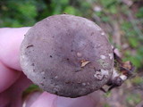 Lactarius pseudomucidus image
