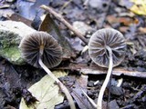 Psathyrella ochracea image