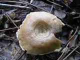 Rhodocybe popinalis image