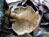 Rhodocybe popinalis image