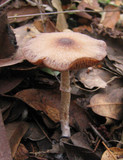 Psathyrella longistriata image