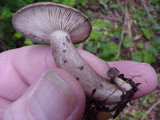 Lactarius pseudomucidus image