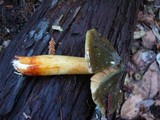 Phaeocollybia olivacea image