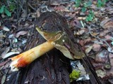 Phaeocollybia olivacea image