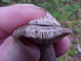 Lactarius pseudomucidus image