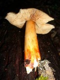 Phaeocollybia olivacea image
