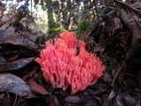 Ramaria araiospora image