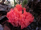 Ramaria araiospora image