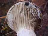 Gomphidius subroseus image