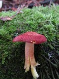 Tricholomopsis rutilans image