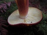Tricholomopsis rutilans image