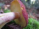 Tricholomopsis rutilans image