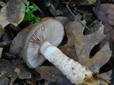 Cortinarius glutinosoarmillatus image