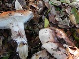 Tricholoma dryophilum image