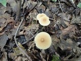 Entoloma strictius image