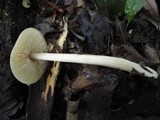 Entoloma strictius image