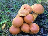 Gymnopilus ventricosus image