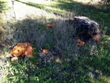 Gymnopilus ventricosus image