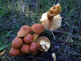 Gymnopilus ventricosus image