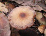 Psathyrella longistriata image