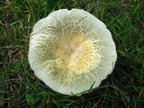 Russula crustosa image