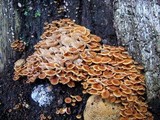 Xeromphalina kauffmanii image