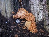 Xeromphalina kauffmanii image
