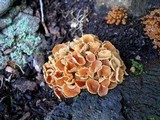 Xeromphalina kauffmanii image