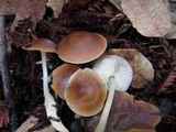 Rhodocollybia butyracea image