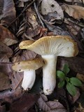 Russula amoenolens image