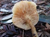 Lepista flaccida image