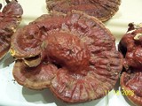 Ganoderma sessile image