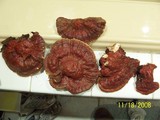Ganoderma sessile image