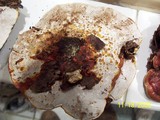 Ganoderma sessile image