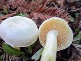 Alboleptonia adnatifolia image