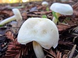 Alboleptonia adnatifolia image