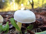 Alboleptonia adnatifolia image